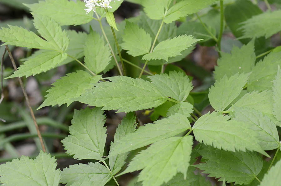 Actaea spicata / Barba di capra